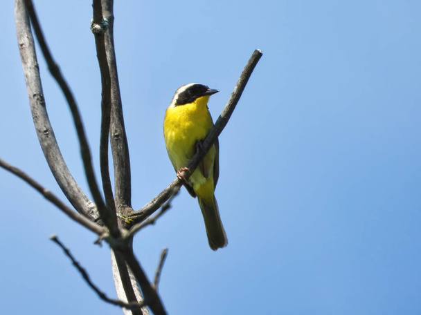 Warbler on a Tree Branch: A male common yellowthroat warbler bird sits on a forked bare tree branch on a summer day - Photo, Image