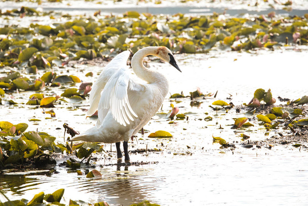 Swan Stretches in the Sun at Dawn: Un cisne trompetista estira sus alas en el área poco profunda de un lago lleno de almohadillas de lirio en la madrugada - Foto, imagen