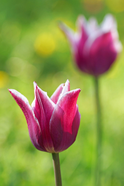 Two pink tulip in the garden. - Фото, зображення