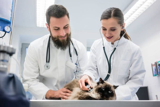 doctor and cat examining a dog in the hospital - Foto, afbeelding