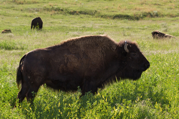 Büffel oder Bison - Foto, Bild