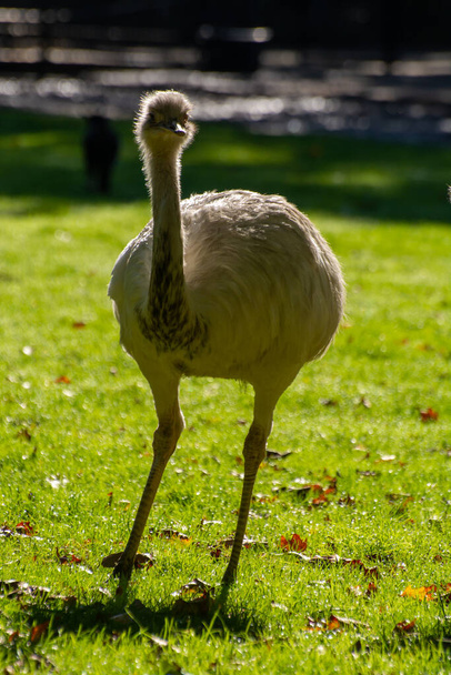 Aves de avestruz blancas jóvenes que salen en granja holandesa - Foto, Imagen