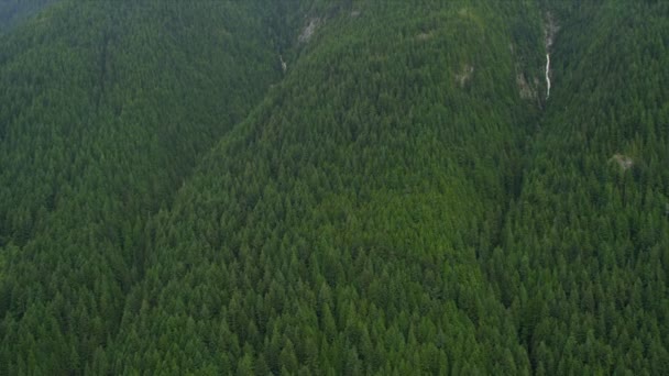 Aerial view of forest in the mountains - Footage, Video