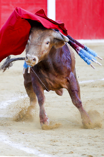 Испанский бык
 - Фото, изображение