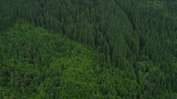 A légi felvétel a erdő, a hegyek között - Felvétel, videó