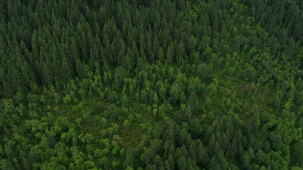 Luftaufnahme des Waldes in den Bergen - Filmmaterial, Video