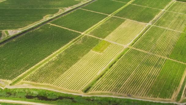 Luchtfoto wijn produceren van wijngaarden - Video