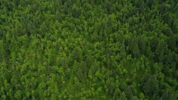 Vista aérea del bosque en las montañas
 - Metraje, vídeo