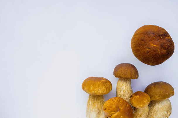 Isolated boletus mushrooms on white background with copy space  - Photo, Image