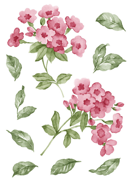 akvarell illusztráció virág egyszerű fehér háttér - Fotó, kép