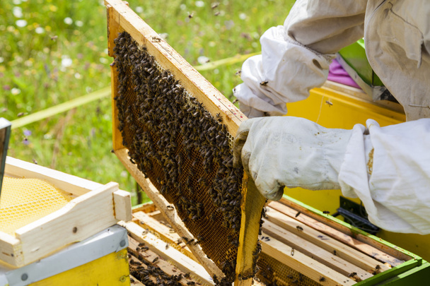 養蜂家 - 写真・画像