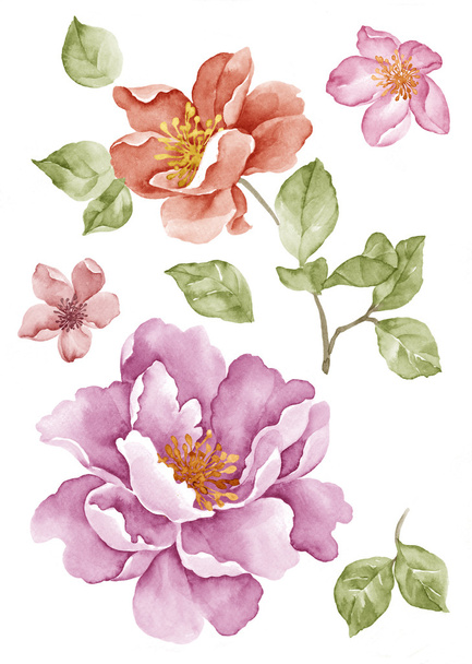 Aquarela ilustração flor em fundo branco simples
 - Foto, Imagem