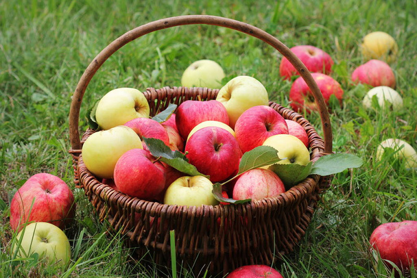 Basket with red and yellow apples on the grass in the garden . - Fotoğraf, Görsel