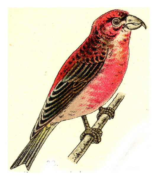 illustration of bird. old image - Foto, Imagem