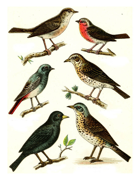 Nightingale, Robin, Black Redstart, Song Thrush, Blackbird, Fieldfare, vintage engraved illustration. From Deutch Birds of Europe Atlas.. - 写真・画像
