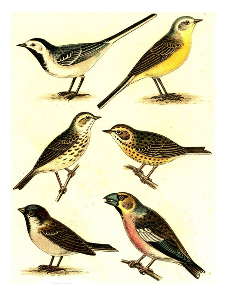 Wagtail, Yellow Wagtail, Meadow Pipit, Tree Pipit, Sparrow, Grosbeak, vintage engraved illustration. From Deutch Birds of Europe Atlas.. - 写真・画像