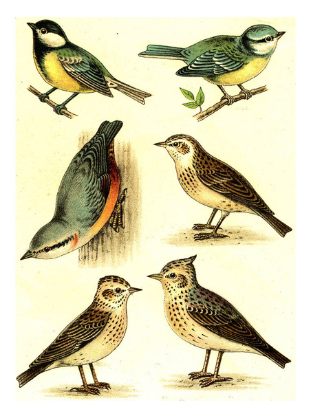 Tit, Nuthatch, Woodlark, Blue Tit, Skylark, Crested Lark, vintage engraved illustration. From Deutch Birds of Europe Atlas.. - Foto, imagen