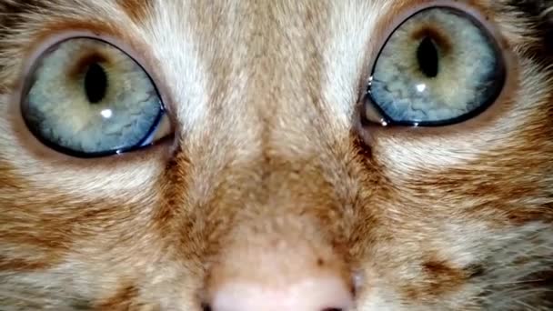 extreme close-up van het oog van een kat. Macrokattenoog - Video