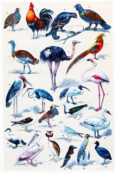 acuarela ilustración de aves y aves - Foto, imagen