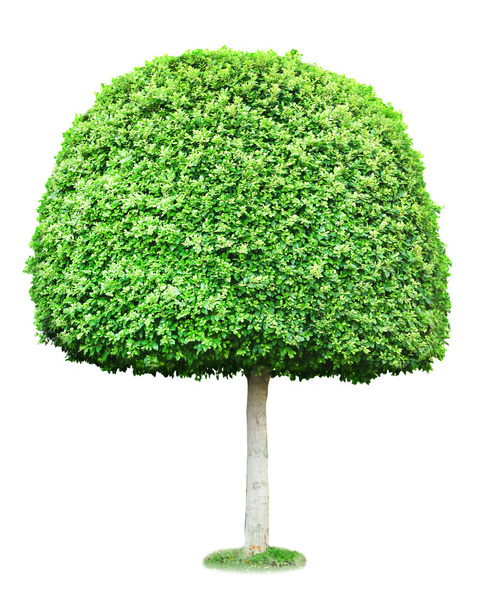 Green tree isolated on white - Zdjęcie, obraz