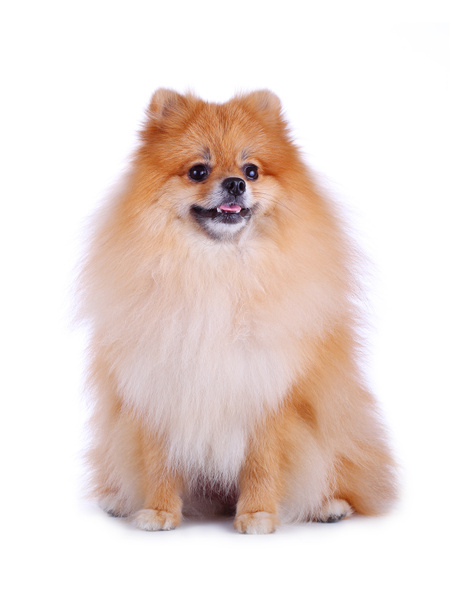 Linda mascota, perro de aseo pomerania marrón aislado
 - Foto, imagen