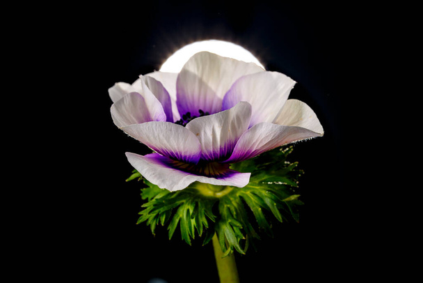 kaunis violetti kukka puutarhassa - Valokuva, kuva