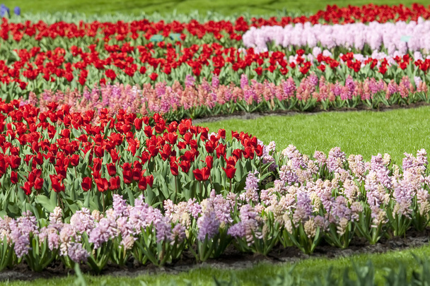 Jarní květinová zahrada - Fotografie, Obrázek