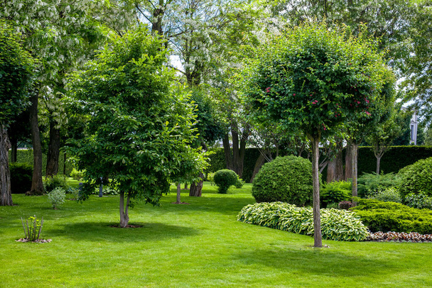 manicured park with green plants on a green lawn with a flower bed and trees in the garden for relaxation summer landscape, no one. - Photo, image