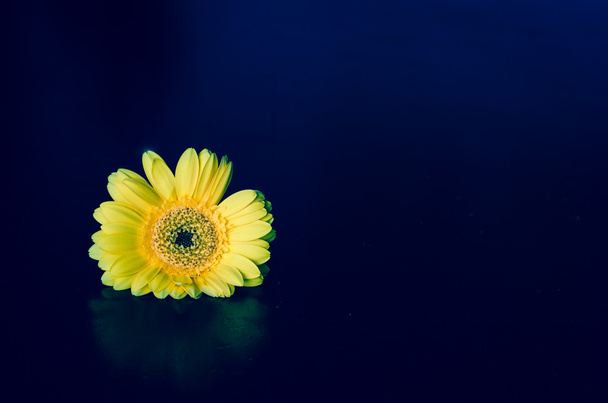 virág sárga gerbera - Fotó, kép