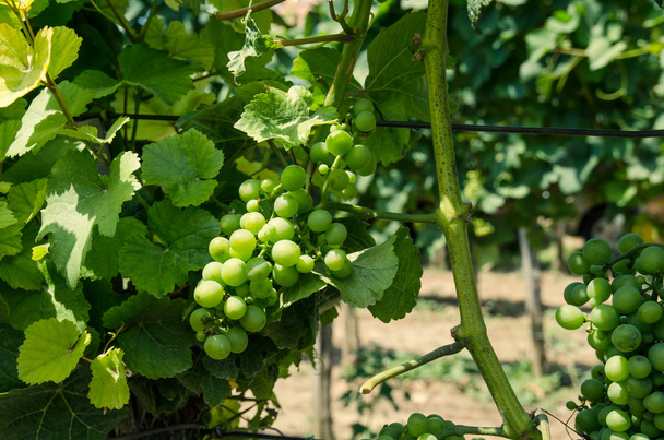 vignoble de raisin vert
 - Photo, image
