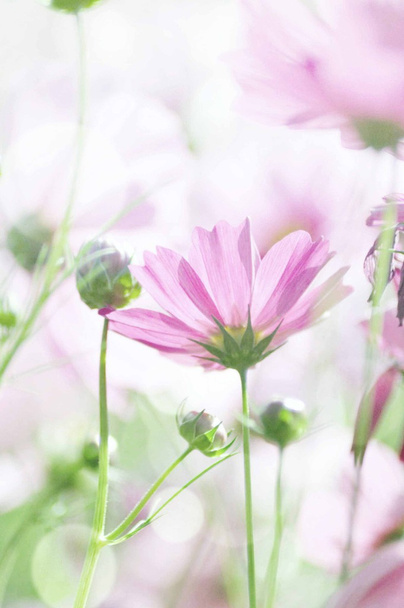 γλυκά λουλούδια στο μαλακό ύφος για φόντο - Φωτογραφία, εικόνα