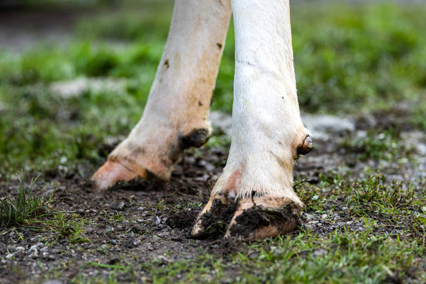 closeup of cow's feet in the farmyard - Foto, afbeelding