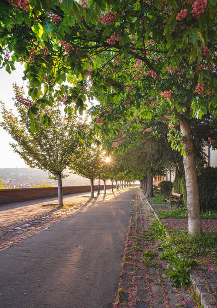 Cherry trees at the Arpad Toth Promenade, Budapest - Valokuva, kuva
