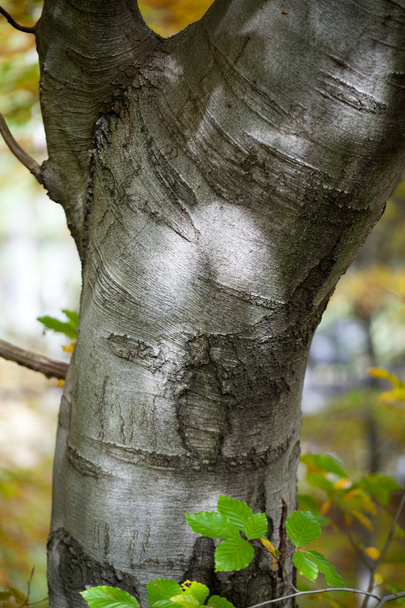 Silver-beech tree trunks against the dry leaves - Photo, Image