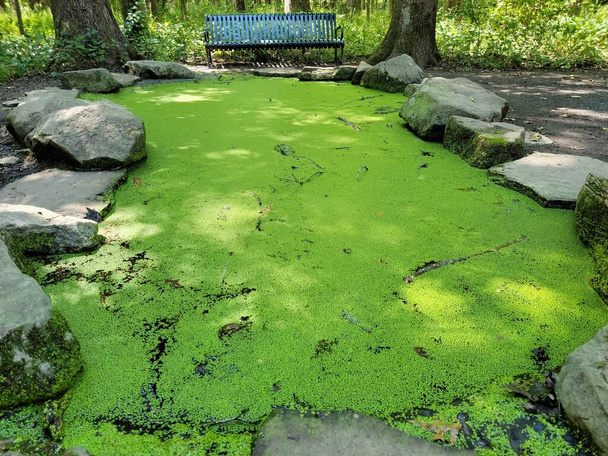 森の岩のある小さな池の緑の植物 - 写真・画像