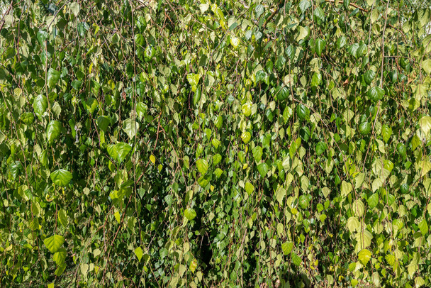 Πράσινο φύλλωμα της Betula pendula, κλάμα σημύδας, φόντο. - Φωτογραφία, εικόνα