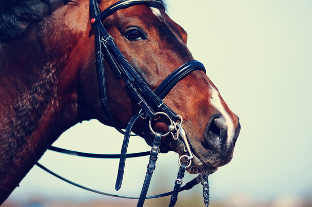 Portrait of a sports brown horse. - Photo, Image