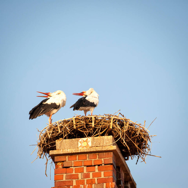 two storks on a nest - Fotoğraf, Görsel