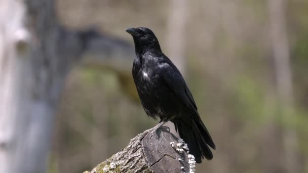 zwarte raaf op een boomstam kijkt om zich heen en vliegt weg, overdag zonder mensen, raven zijn zeer slimme dieren - Video