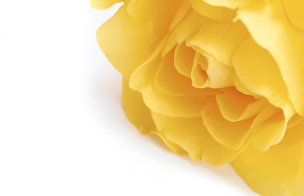 Rosa amarilla flor
 - Foto, imagen