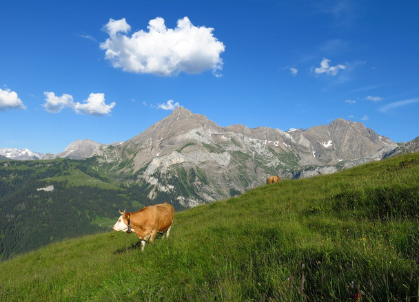 Vaca y montaña
 - Foto, imagen