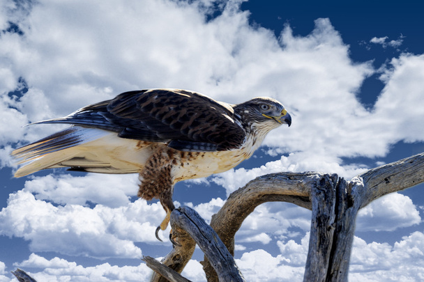 Ferruginous Hawk - Photo, Image