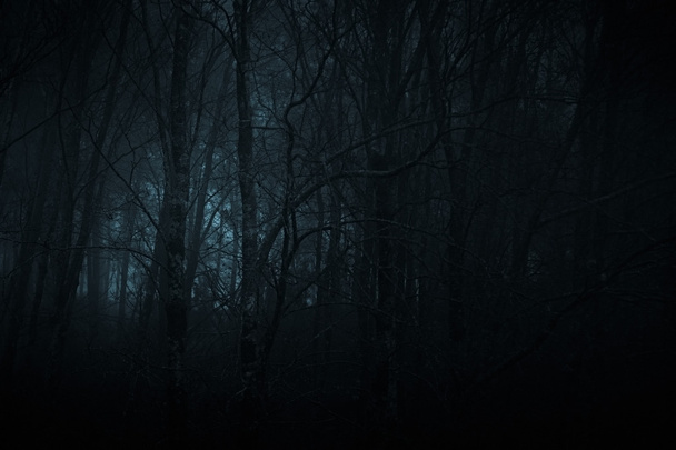 Dark forest light - Photo, Image