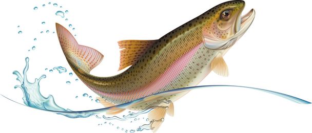 Jumping trout - Vector, Image