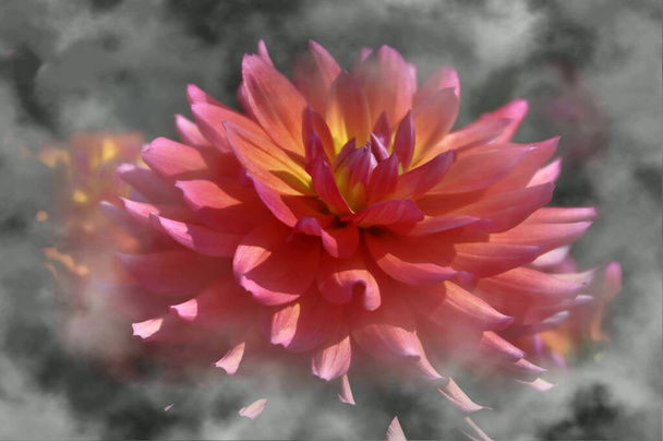 beautiful pink flower in the garden - Foto, Imagem
