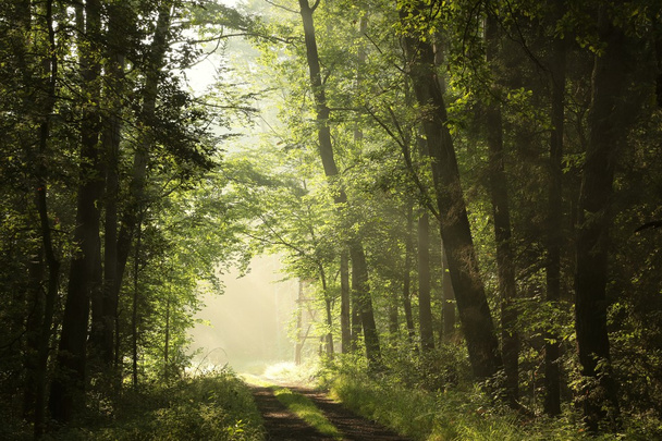 hajnalban lombhullató erdő - Fotó, kép