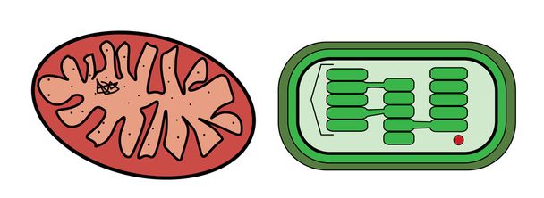 Illustration vectorielle des mitochondries et des chloroplastes
 - Vecteur, image