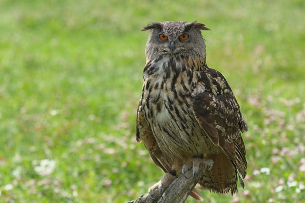 Eagle owl - Foto, Imagem