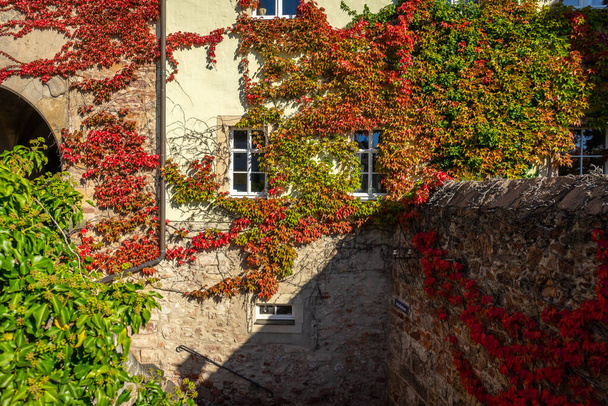 Осенние листья плюща окружили стену старого дома. Фон. - Фото, изображение