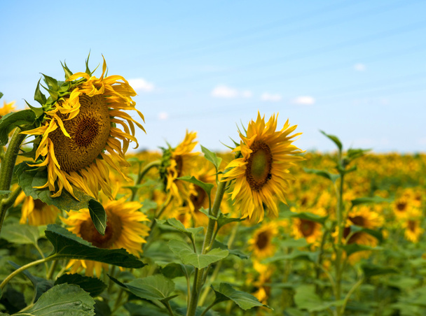 Close-up of sunflowers - Photo, Image